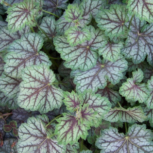 Żurawka Green Spice Heuchera 2