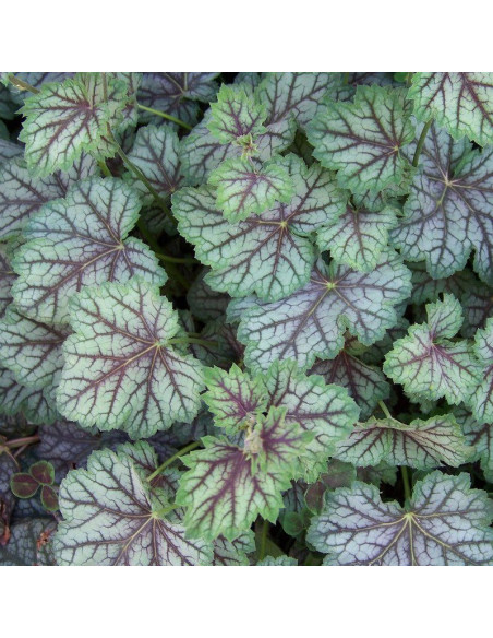 Green Spice Żurawka Heuchera