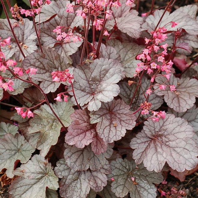 Żurawka Milan PBR Heuchera