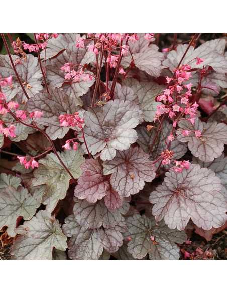 Żurawka Milan PBR Heuchera