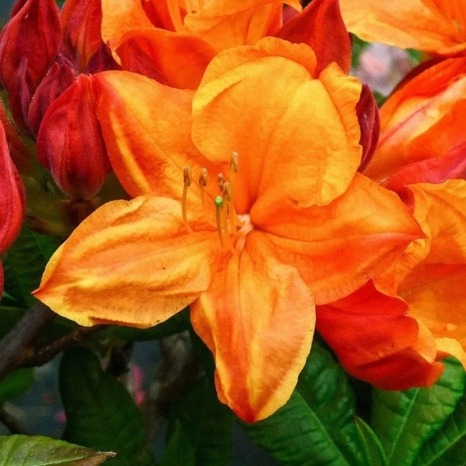 Azalia wielkokwiatowa Glowing Embers Rhododendron (Knaphill-Exbury)