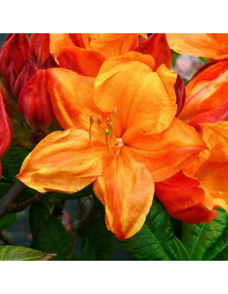 Azalia wielkokwiatowa Glowing Embers Rhododendron (Knaphill-Exbury)