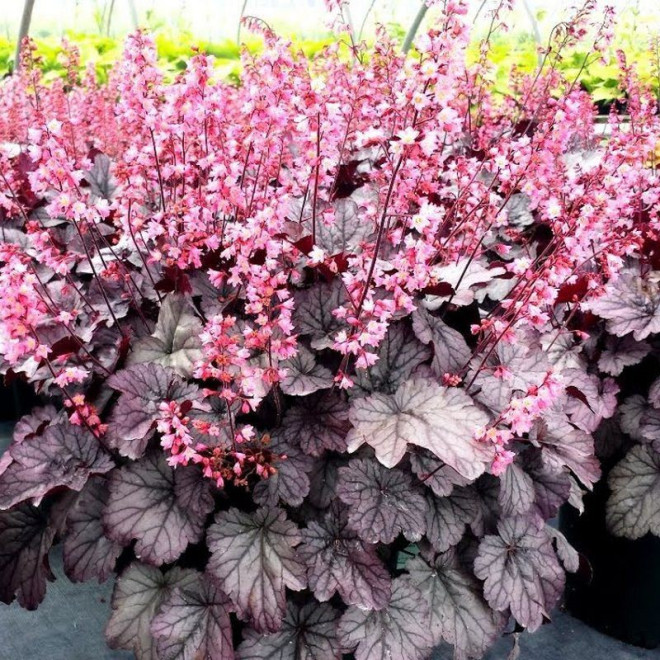 Milan PBR Żurawka Heuchera