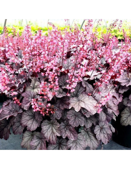 Milan PBR Żurawka Heuchera