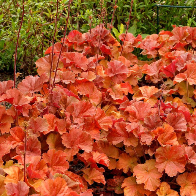 Żurawka Nothern Exposure Amber Heuchera