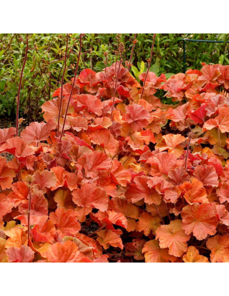 Żurawka Nothern Exposure Amber Heuchera