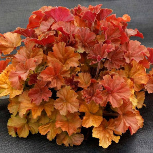 Żurawka Nothern Exposure Amber Heuchera 2