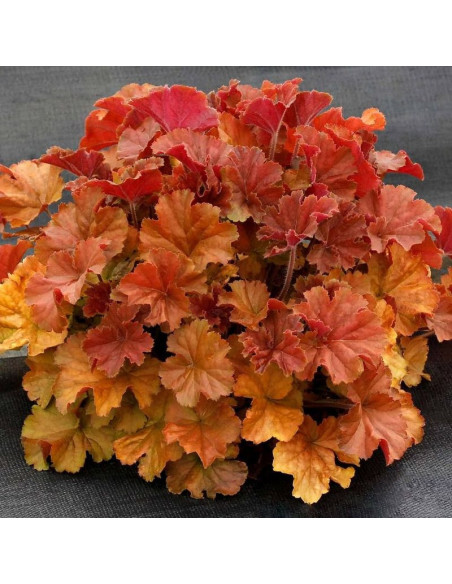 Nothern Exposure Amber Żurawka Heuchera