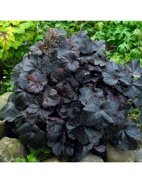 Żurawka Obsidian PBR Heuchera