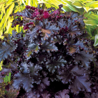 Żurawka Obsidian PBR Heuchera 2