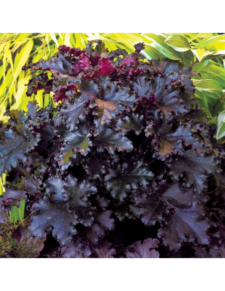 Obsidian PBR Żurawka Heuchera