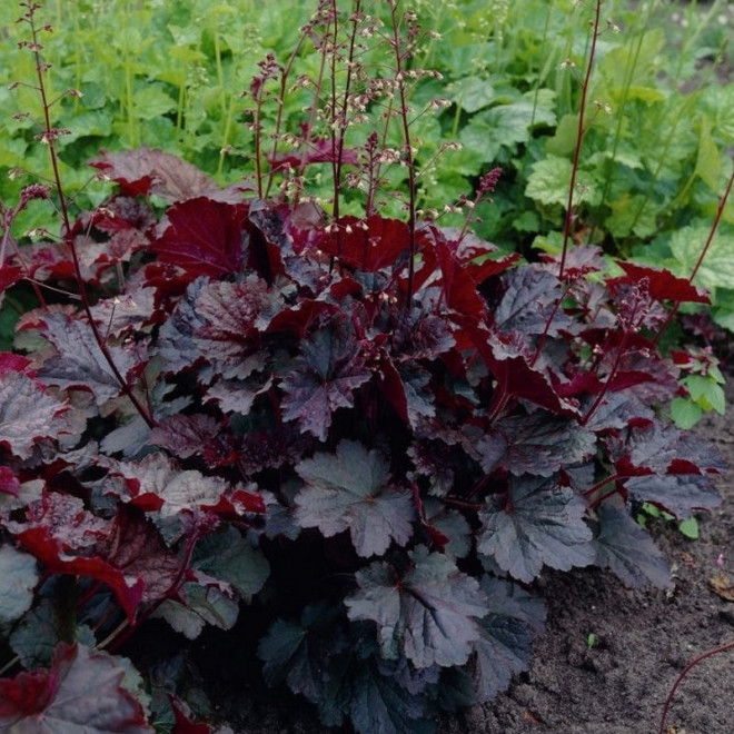 Żurawka Palace Purple Heuchera micrantha