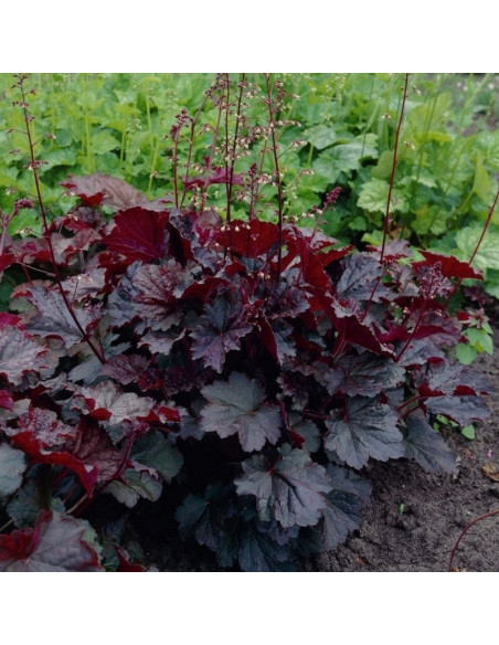 Żurawka Palace Purple Heuchera micrantha