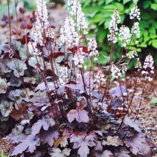 Żurawka Palace Purple Heuchera micrantha 2