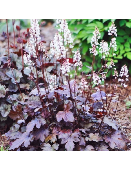Palace Purple Heuchera Żurawka micrantha