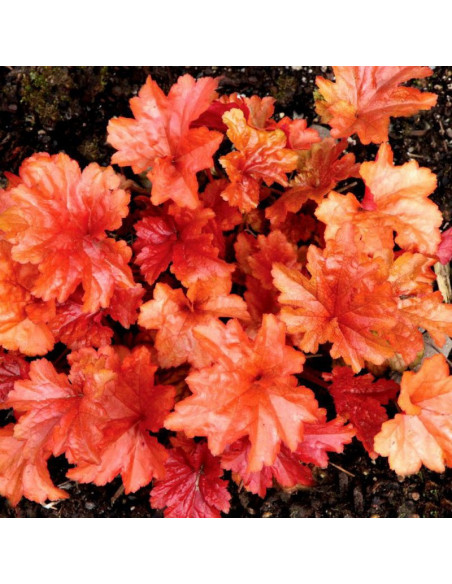 Żurawka Paprika PBR Heuchera