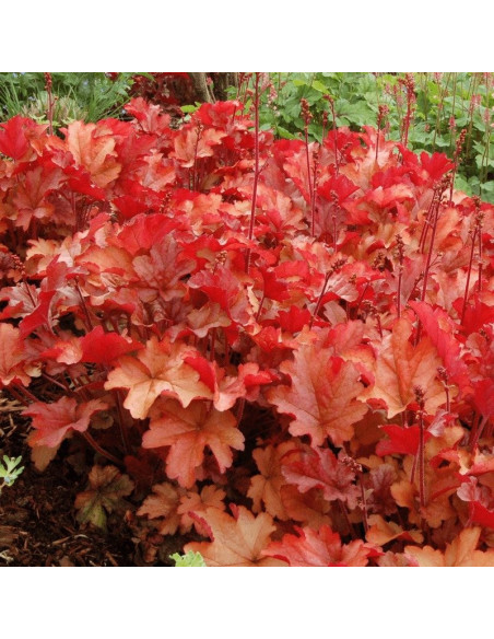 Paprika PBR Żurawka Heuchera