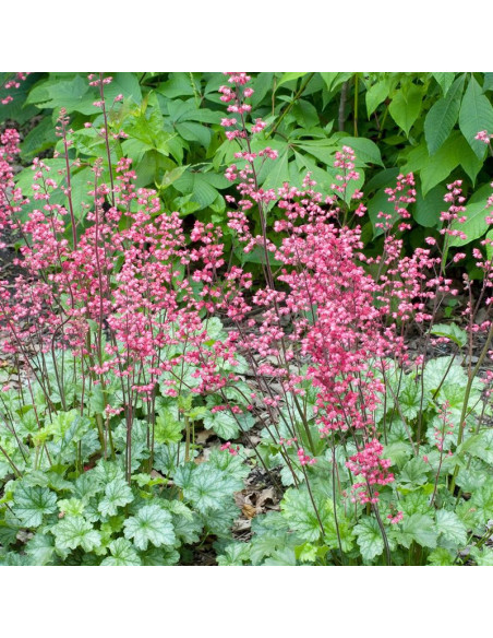 Żurawka Paris PBR Heuchera