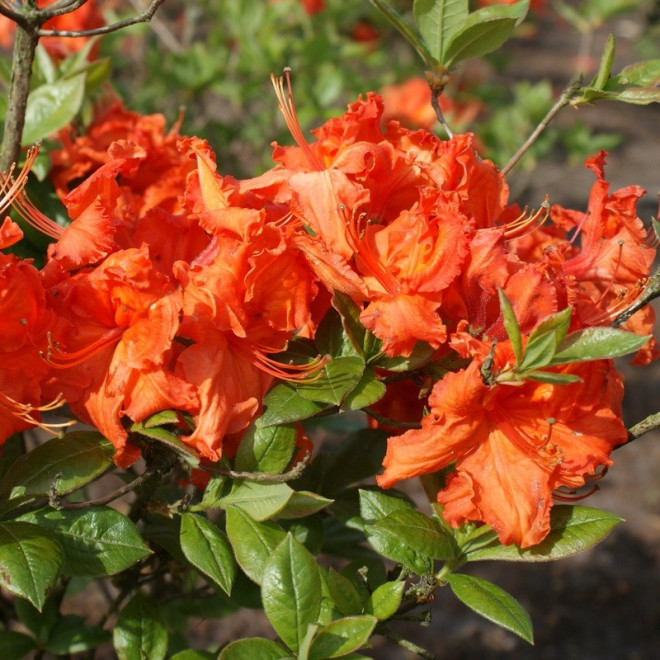 Azalia wielkokwiatowa Golden Eagle Rhododendron mollis