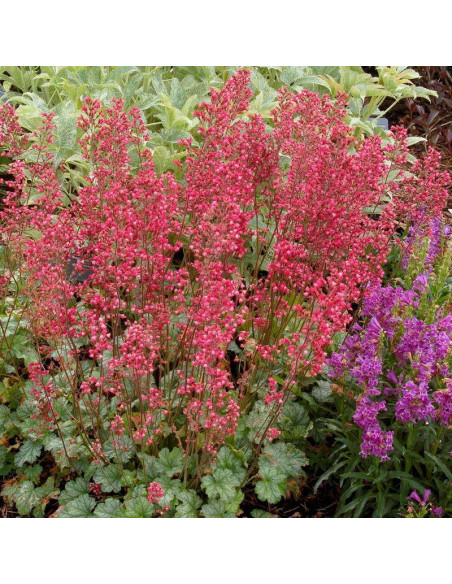 Paris PBR Żurawka Heuchera