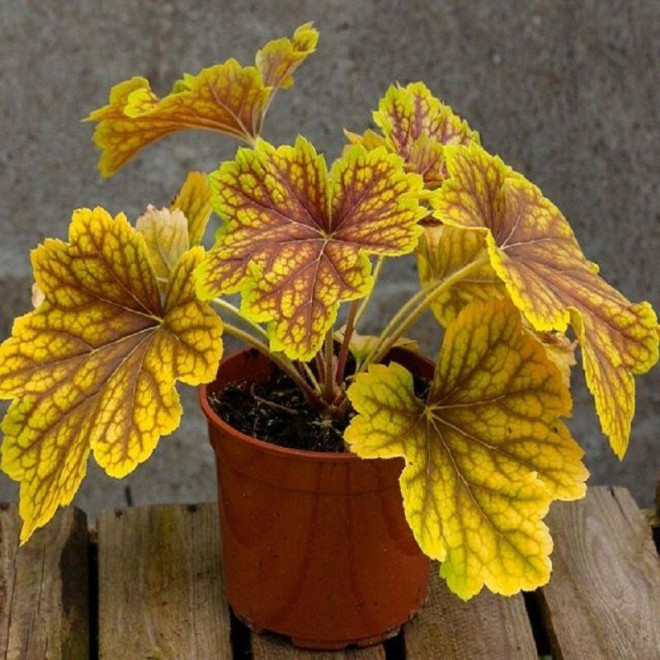 Żurawka Red Lightning Heuchera