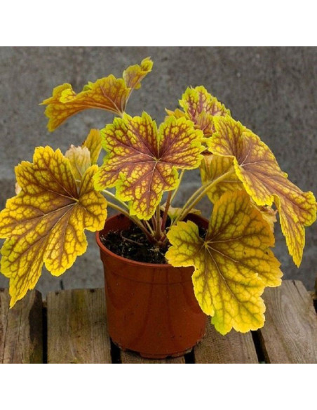 Żurawka Red Lightning Heuchera