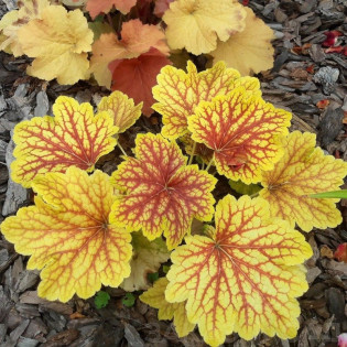 Żurawka Red Lightning Heuchera 2