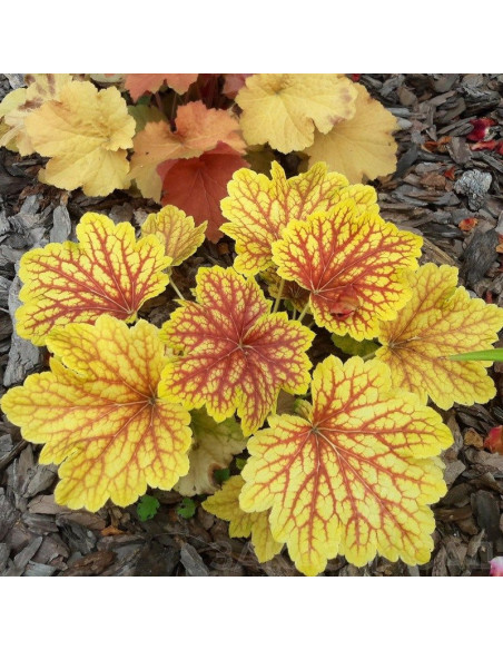 Red Lightning Żurawka Heuchera