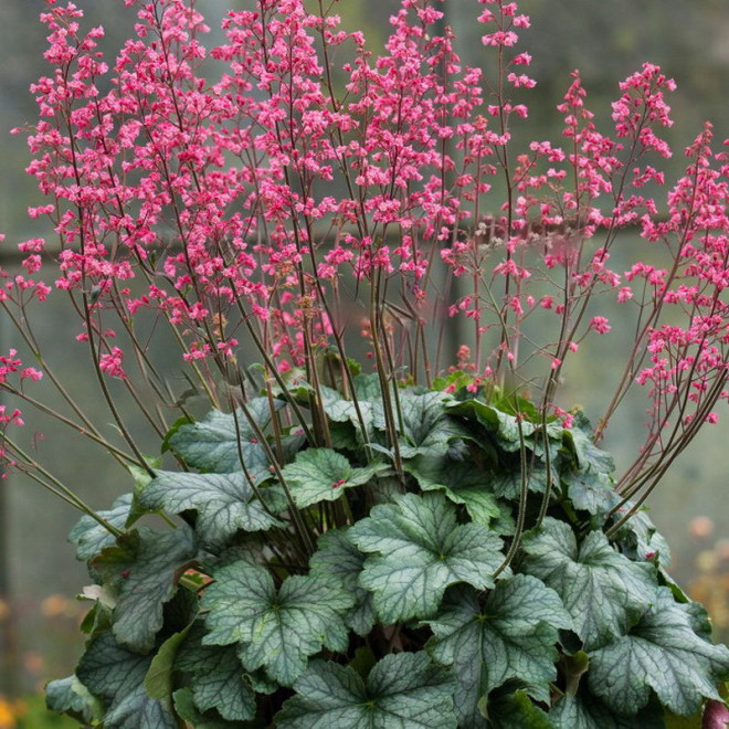 Żurawka Rex Peppermint Heuchera