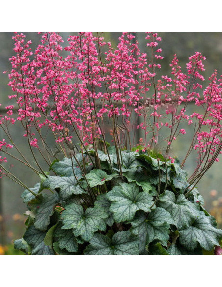 Żurawka Rex Peppermint Heuchera