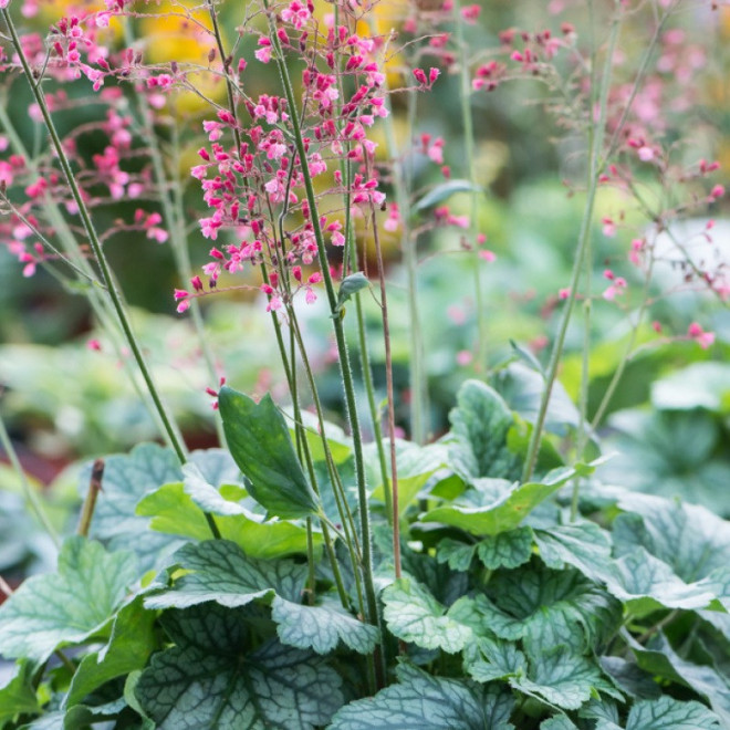 Rex Peppermint Żurawka Heuchera