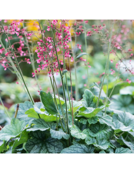 Rex Peppermint Żurawka Heuchera