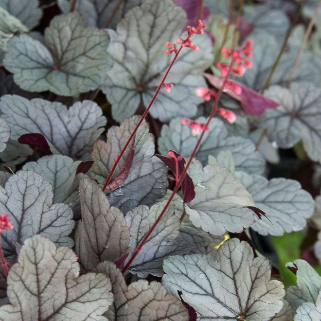 Żurawka Silver Gumdrop Heuchera