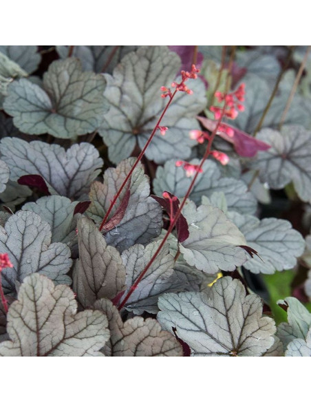 Żurawka Silver Gumdrop Heuchera