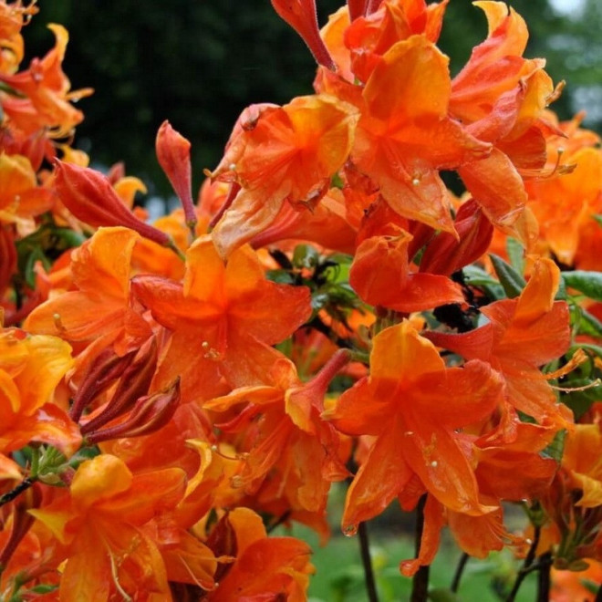 Golden Eagle Azalia wielkokwiatowa Rhododendron mollis