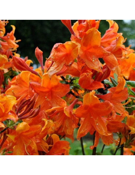 Golden Eagle Azalia wielkokwiatowa Rhododendron mollis