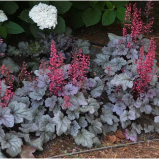 Żurawka Silver Gumdrop Heuchera 2