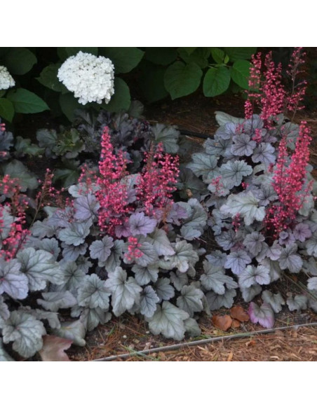 Silver Gumdrop Żurawka Heuchera