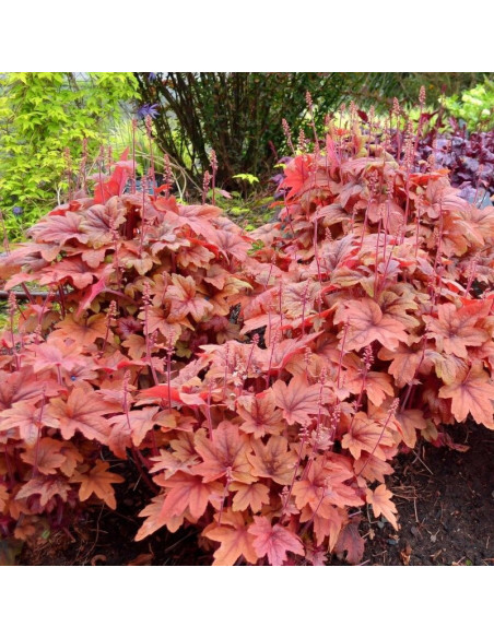 Sweet Tea Żurawka Heucherella