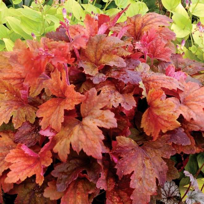 Żurawka Sweet Tea Heucherella