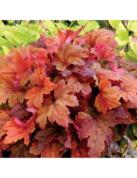 Żurawka Sweet Tea Heucherella