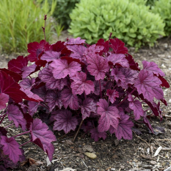 Żurawka Wild Rose Heuchera