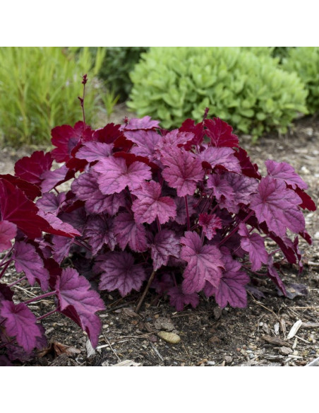Żurawka Wild Rose Heuchera