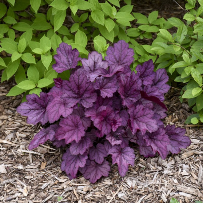 Wild Rose Żurawka Heuchera