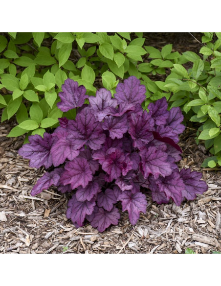 Wild Rose Żurawka Heuchera