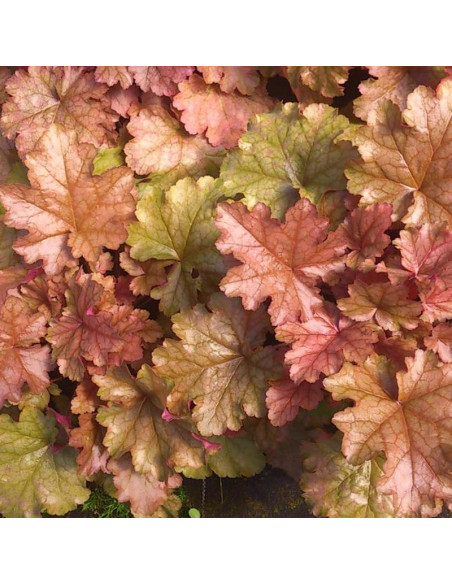 Żurawka World Caffé Americano Heuchera