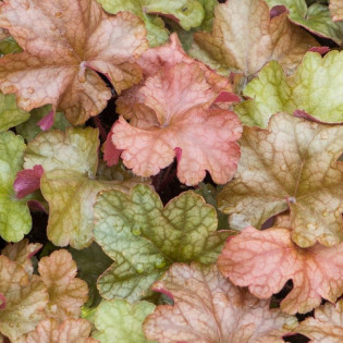 Żurawka World Caffé Americano Heuchera 2