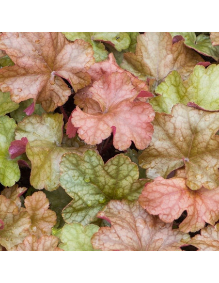 World Caffé Americano Żurawka Heuchera