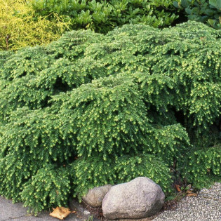 Choina kanadyjska Jeddeloh Tsuga canadensis 2
