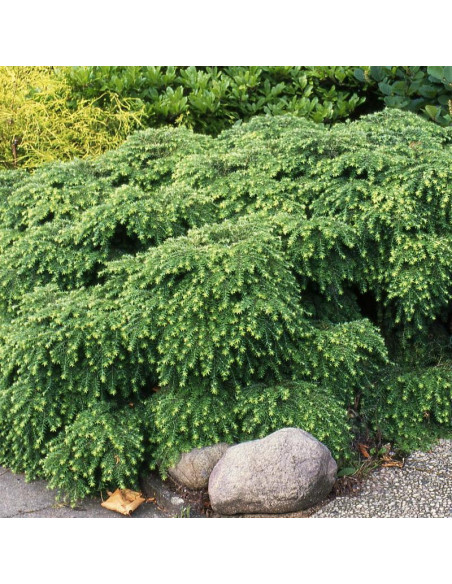 Jeddeloh Choina kanadyjska Tsuga canadensis